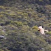 Toll, einen fliegenden Wanderfalken (peregrine falcon, <i>Falco peregrinus</i>) mal von oben zu sehen!
