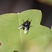Eine australische Schmeißfliege (<i>Amenia leonina</i>) mit cooler Pilotenbrille gönnt sich ein paar Sonnenstrahlen. Sie könnte viel schneller und einfacher auf den Gipfel fiegen, tut es aber nicht. Wer mag es ihr verdenken.