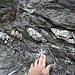 Sigma-artige Deformation im boudinierten Quarzit innerhalb der geschieferten Metasedimente der Stirling Range-Formation.