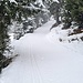<b>La pendenza è ridotta, per cui non fatico per niente. Non ho premura, né una meta precisa, va bene così. Indosso la maschera da sci arancione, che mi protegge dai fiocchi di neve e mi permette di percepire il rilievo. Lo spessore della neve aumenta, tuttavia la bella traccia mi consente di proseguire senza problemi in uno scenario da pieno inverno, con l’osservazione di alcuni scoiattoli. Noto che la pelliccia di questi roditori è di colore nero-bruno, mentre che nei nostri boschi di alberi decidui, sono più frequenti gli scoiattoli rossi. La pelliccia scura trattiene meglio il calore e offre una migliore mimetizzazione nella foresta di conifere. Anche la coda è particolarmente cespugliosa nella stagione fredda e viene usata come una calda coperta nella quale avvolgersi.</b>