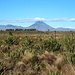 Ngauruhoe am Vorabend vom National Park Village aus gesehen