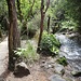 Am Mangatipua Stream