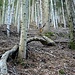 Un bel tiro ripido nel bosco