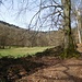 Mausbachwiese