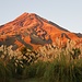 Taranaki im ersten Licht, herrlich!