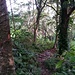 Dichte Vegetation beim Aufstieg von Yumbing über die Nordwest-Flanke.