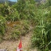 Hibok-Hibok-Gipfel mit Alpen-Feeling! Fast wähnt man sich irgendwo im Alpstein am Hohen Kasten.
