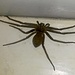 Ein Huntsman, wie er auch in Australien vorkommt. Etwas mehr als handtellergroß, überaus neugierig, verspielt und freundlich. Er kann einem Menschen nichts zu Leide tun, im Gegenteil - er jagt sehr erfolgreich Ungeziefer. Dieses schöne Exemplar verbrachte seine Zeit in meinem Zimmer. Ab und zu haben wir "Verstecken" gespielt.
