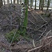 Müdisdorfer Rösche, Lichtloch (2)