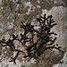 ... Figuratives ...da gibt es einen bekannten Künstler, der malt ähnlich: A. R. Penck<br /><br /><i>A. R. Penck, alias Ralf Winkler, zählt zu den herausragendsten Künstlern der Gegenwart. Der in Dresden geborene Autodidakt bediente sich für seine neoexpressionistischen Arbeiten unterschiedlichster Stilmittel wie asiatischer Kalligrafie, grafischer Bildzeichen, primitiver Höhlenmalerei sowie Graffiti. Seine Motive erscheinen meist figural in Form von schemenhaften Strichmännchen. Bereits in den 70er Jahren experimentierte er mit schwungvollen Pinselstrichen und plakativen Farbflächen. <br /><br />Die so entstandene Formlosigkeit und Symbolik sollten seine Arbeiten für jeden zugänglich machen. Pencks Arbeiten reihen sich aufgrund der Verspieltheit und Unbekümmertheit zweifellos auch in die "Neuen Wilden" der 80er Jahre ein. Insbesondere die einzigartige Ausdrucksform und die Bedeutung seiner Malerei machen den Maler, Grafiker und Bildhauer Penck besonders.</i><br />Quelle: https://www.inspire-art.de/kuenstler/a.r.penck/