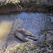 Was liegt denn da im Wasser?