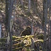Ein Schemen....Vogel?