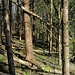 Intermezzo im Wald