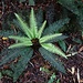 Zweifarbiger Farn