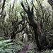 Moosiger Wald
