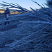 Ginster, auch im Winter schön