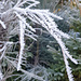 Ginster, auch im Winter schön