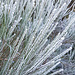 Ginster, auch im Winter schön