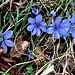 immerhin, erste Leberblümchen