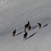 Die Jungtiere springen bereits erstaunlich schnell