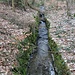 Münzbach (vom Erzengler Teich kommend) (Bild vom 23.03.2025)