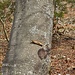 sehr kleiner Holzpfeil als Wegweiser und verblasserner weisser Pfeil
