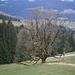 Was für ein schöner Baum