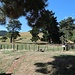 Beginn des Mount Tauhara Tracks