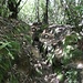 Der Weg im Wald hat sich an manchen Stellen tief eingeschnitten...