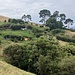 Ok abseits der Gärten wuchert die neuseeländische Vegetation.