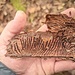 Im Thüringer Wald ist der Borkenkäfer ein Problem. Hier der Beweis im Handstück.