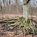 Interessante Wurzeln am Wegesrand.