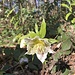 etwas später eine spezielle Blume