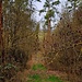 Unten geht's aus dem Wald hinaus...
