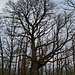 Bergab passiert man ein weiteres Naturdenkmal, die große Linde auf der Trift ins Tal.