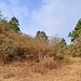 Wilde Vegetation am Berghang.