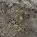 Im Volksmund wird der Streifberg auch "Wolfshügel" genannt.....<br /><br /><br />......