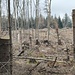 Im Thüringer Wald ist der Borkenkäfer ein Problem.