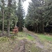 Der Thüringer Wald macht seinem Namen alle Ehre. Bäume gibt es hier reichlich.