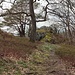 Am Meisenstein.