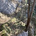 aussergewöhnlich hält sich der Baumzwilling am Felsen