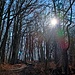 Der Zunftweg biegt bald nach rechts und dann nach links und geht schließlich am Waldrand in einen Wanderweg über.