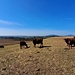 Die gleichen Kühe!