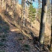 Los geht's auf einem schönen Waldpfad