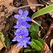... zu einem prächtigen Blumenquartett