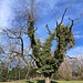 der Baum wohl wohl nur noch Träger fürs Efeu