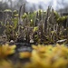 Makrowelt II