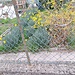 scorcio di primavera a Rovenna