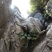 Neuseelands einziger "Klettersteig"?