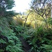 Etwas zugewachsener Pfad nach der Billygoat Basin Campsite